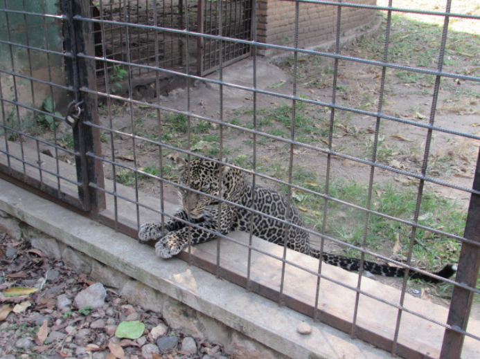 Foto di Leopard Cafe - 1 tips dari 7 pengunjung
