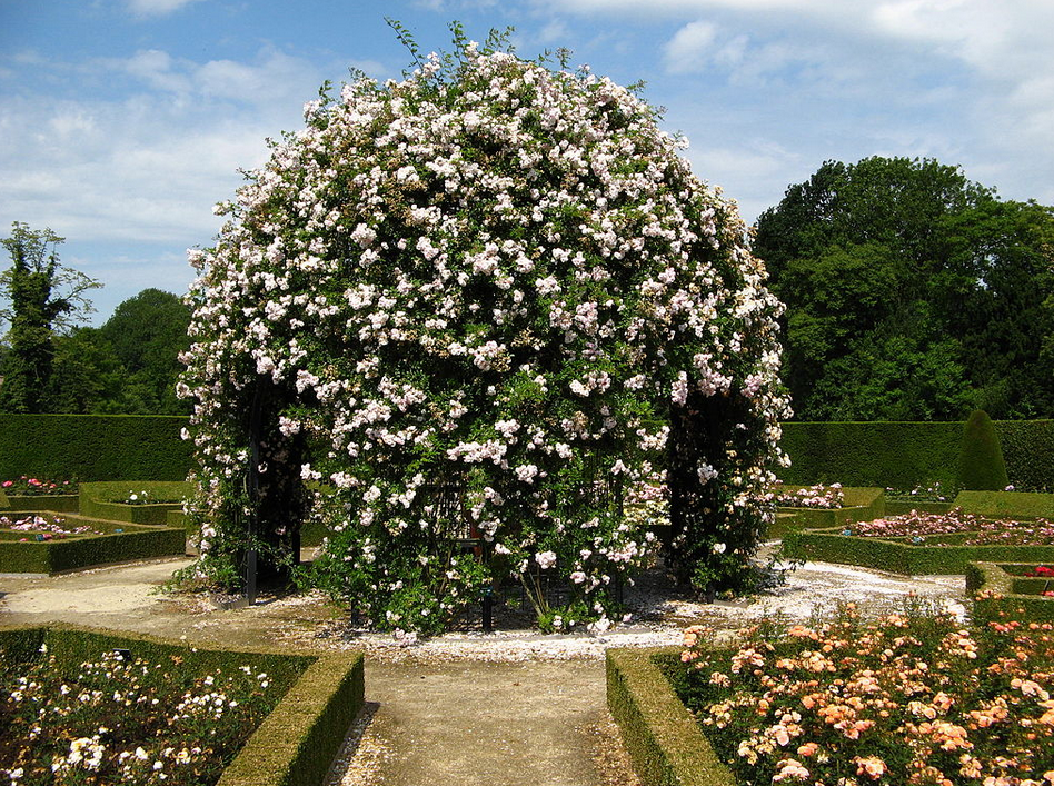 Rose Garden: Taman Bunga yang Indah dan Menawan